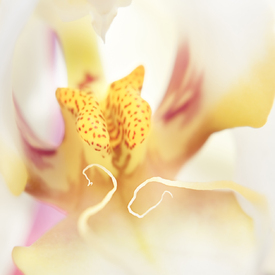 Orchideendetail/9568608